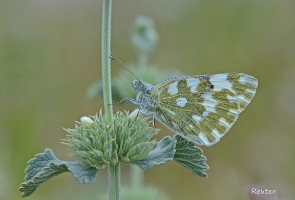 Resedafalter (Pontia edusa)